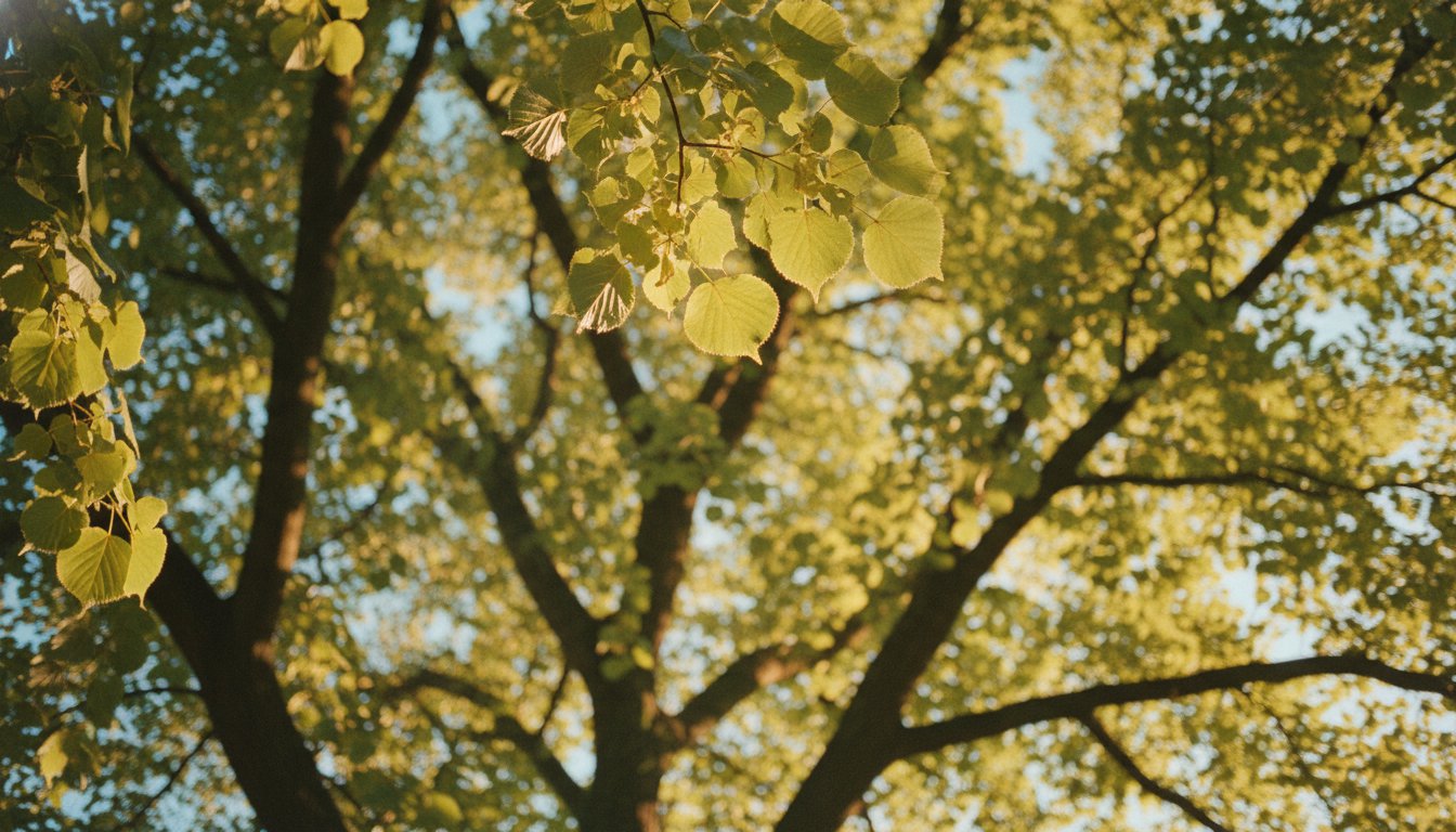 Sunlight filtering through the canopy of a linden tree