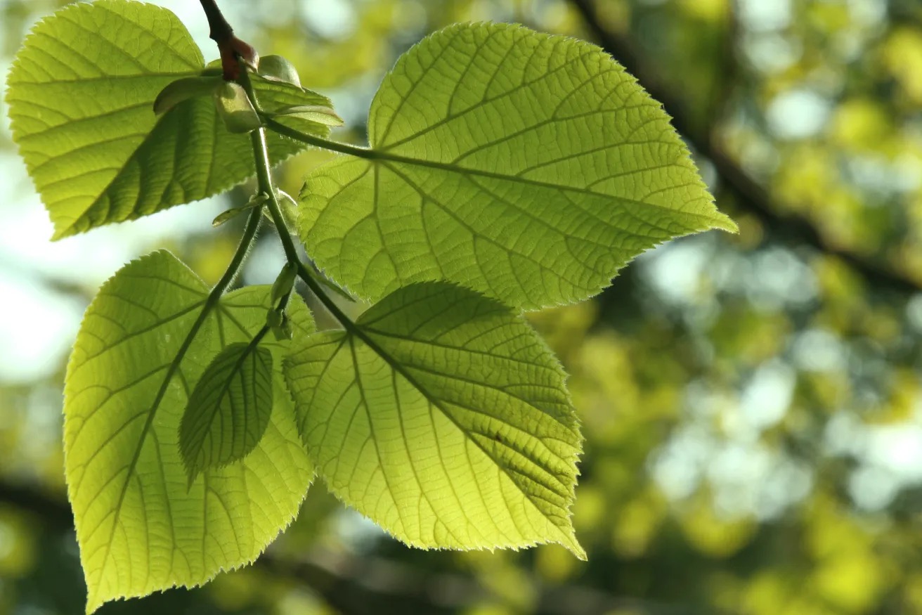 Linden tree foliage